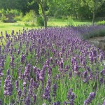 Garten am Dr.Bruker-Haus