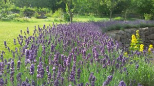 Garten am Dr.Bruker-Haus