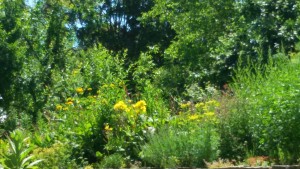 Garten am Dr.Bruker-Haus