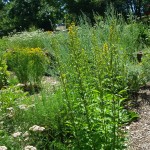 Garten am Dr.Bruker-Haus