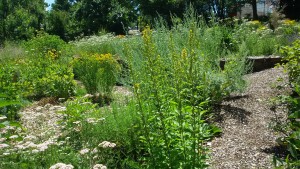 Garten am Dr.Bruker-Haus