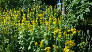 Garten am Dr.Bruker-Haus