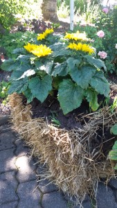 Garten am Dr.Bruker-Haus