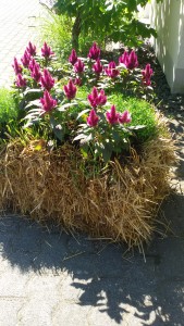 Garten am Dr.Bruker-Haus